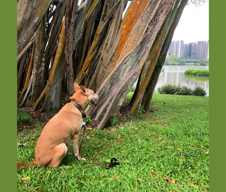Photo of Becky, a Southeast Asian Village Dog  in Singapore