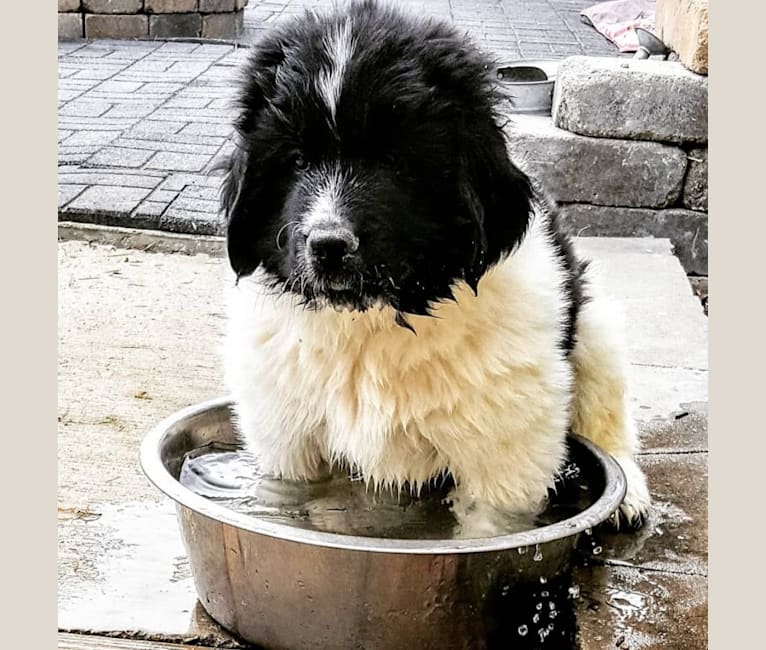 Embark Dog DNA Test Sitting Bear Acres Baloo profile