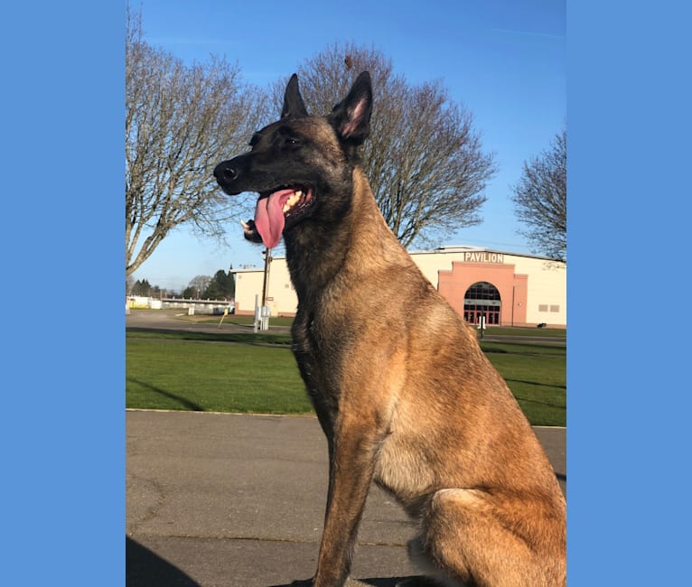 Rook, a Belgian Shepherd tested with EmbarkVet.com