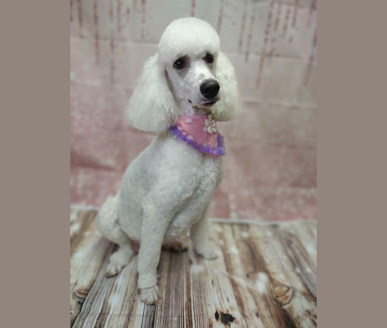 Pippa, a Poodle (Standard) tested with EmbarkVet.com