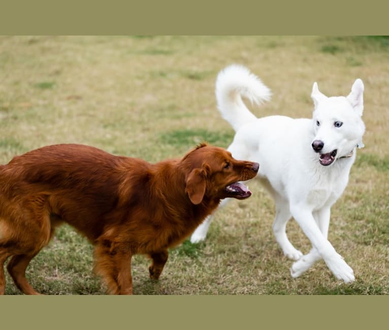 Dash, a Siberian Husky and German Shepherd Dog mix tested with EmbarkVet.com