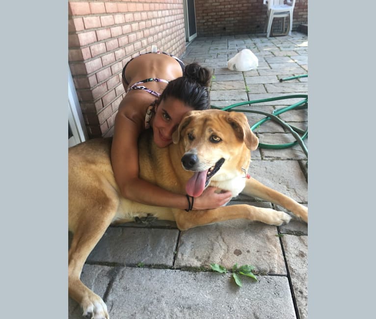 Husky walker hound hot sale mix