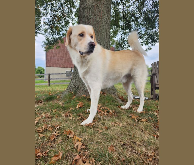 Woodford, a Great Pyrenees and Border Collie mix tested with EmbarkVet.com