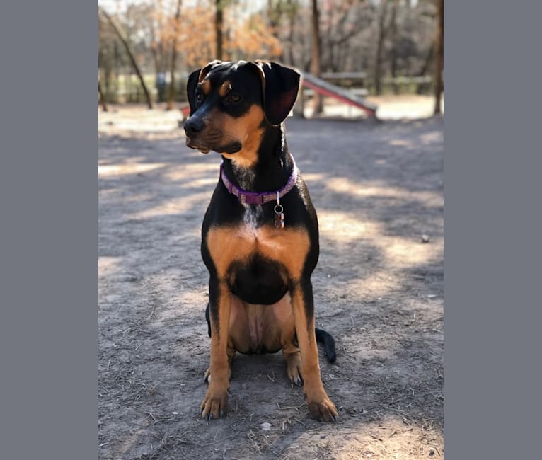 Ruby, a Bluetick Coonhound and Boxer mix tested with EmbarkVet.com