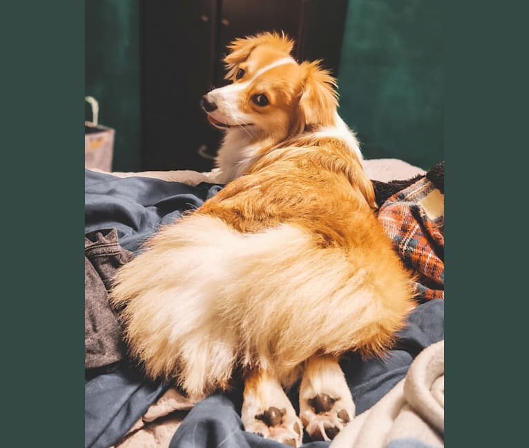 Corgi long haired deals chihuahua mix