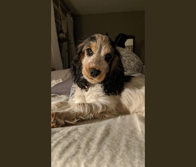 Cocker spaniel dna test top