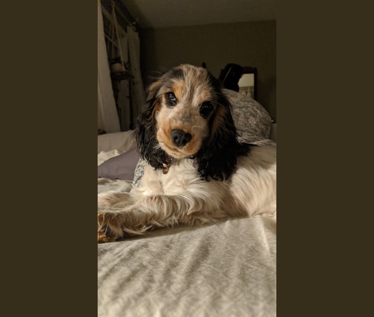 Marble, an English Cocker Spaniel tested with EmbarkVet.com