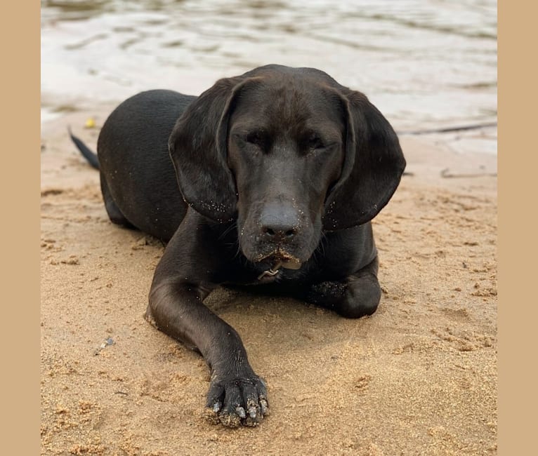 Moose, a Boykin Spaniel and Redbone Coonhound mix tested with EmbarkVet.com