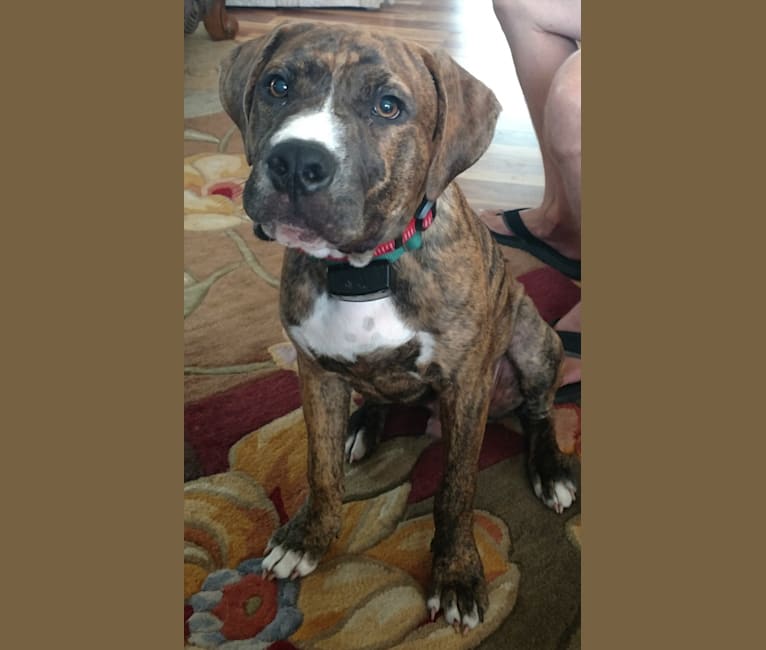 Embark Dog Dna Test Breed