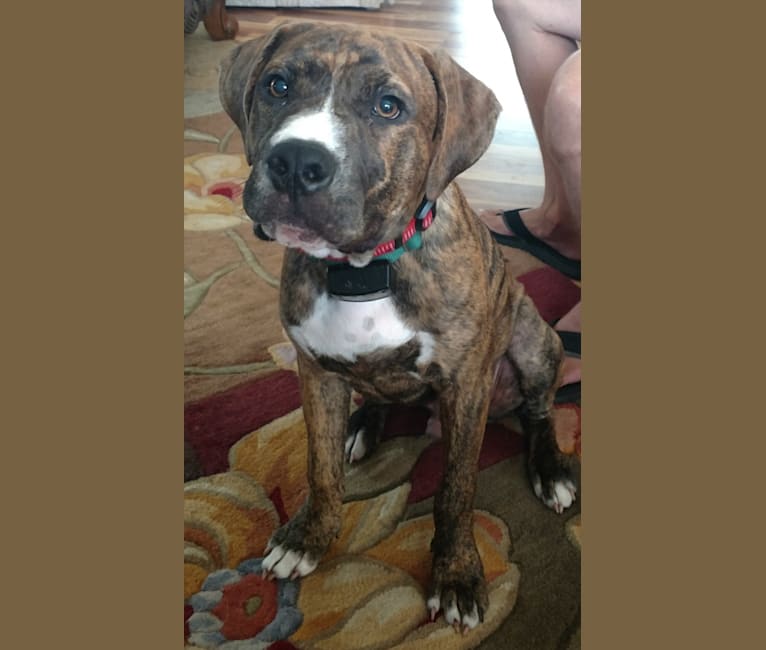 brindle boxer bulldog mix