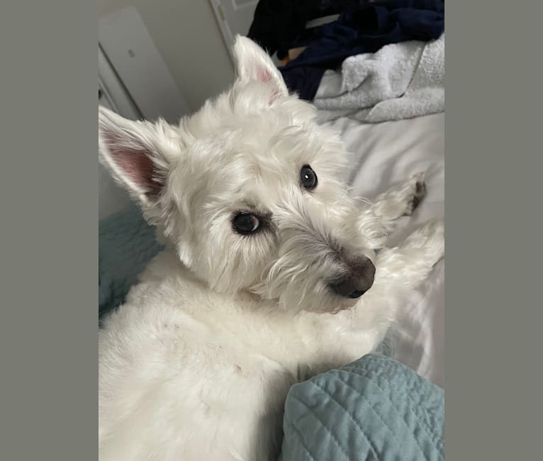 Dylan, a West Highland White Terrier tested with EmbarkVet.com