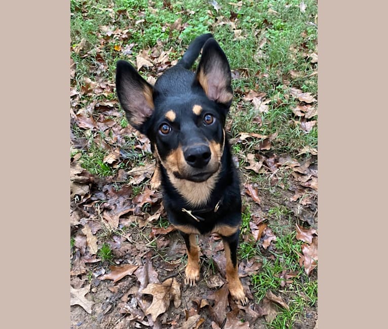 Lyric, an Australian Kelpie tested with EmbarkVet.com