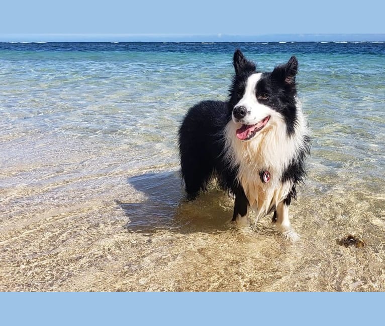 Kida, a Border Collie tested with EmbarkVet.com