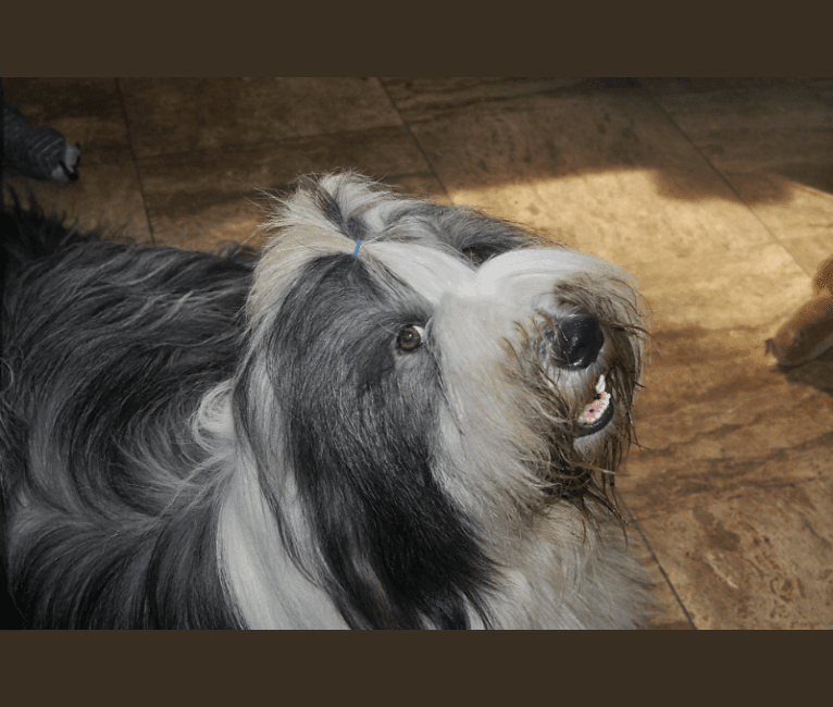 Photo of Ghost, a Bearded Collie  in Sweden