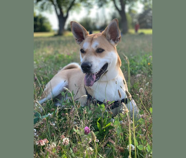 Photo of Louie, a Siberian Husky, American Pit Bull Terrier, Chow Chow, German Shepherd Dog, Labrador Retriever, Australian Cattle Dog, and Mixed mix in Houston, Texas, USA