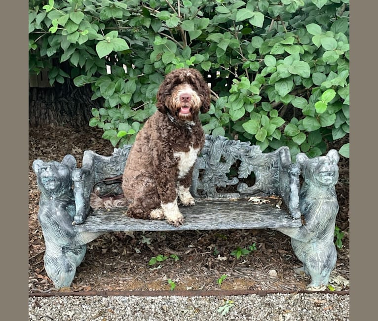 Bolo, an English Springer Spaniel and Poodle (Standard) mix tested with EmbarkVet.com