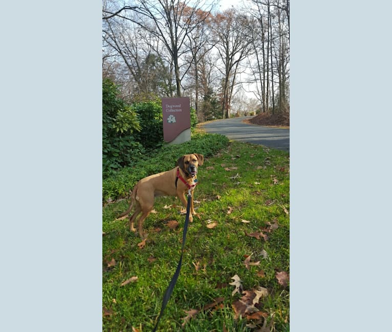 Photo of Sammie, a Beagle, Boxer, Rottweiler, and Golden Retriever mix in Washington D.C., DC, USA