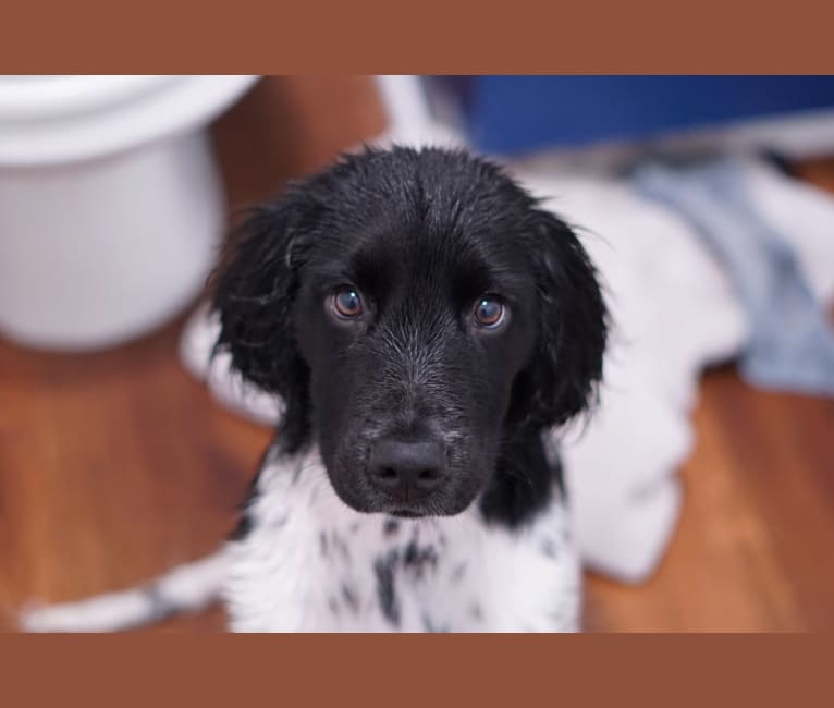 Embark Dog DNA Test Breed