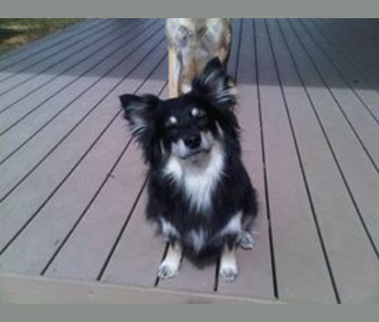 American eskimo dog chihuahua best sale mix