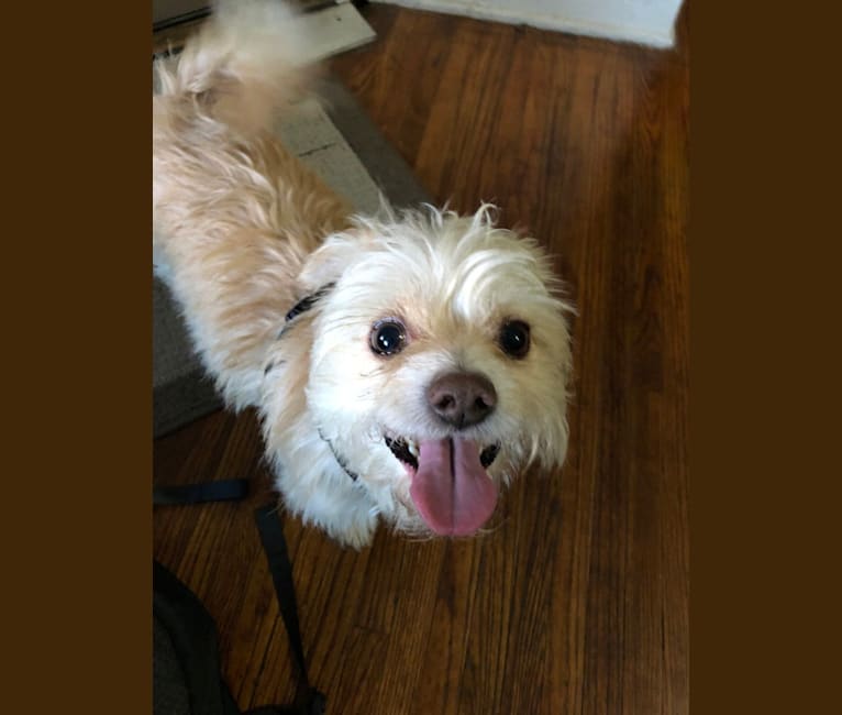 Photo of Oscar, a Chihuahua, Havanese, and Russell-type Terrier mix in Columbus, Ohio, USA