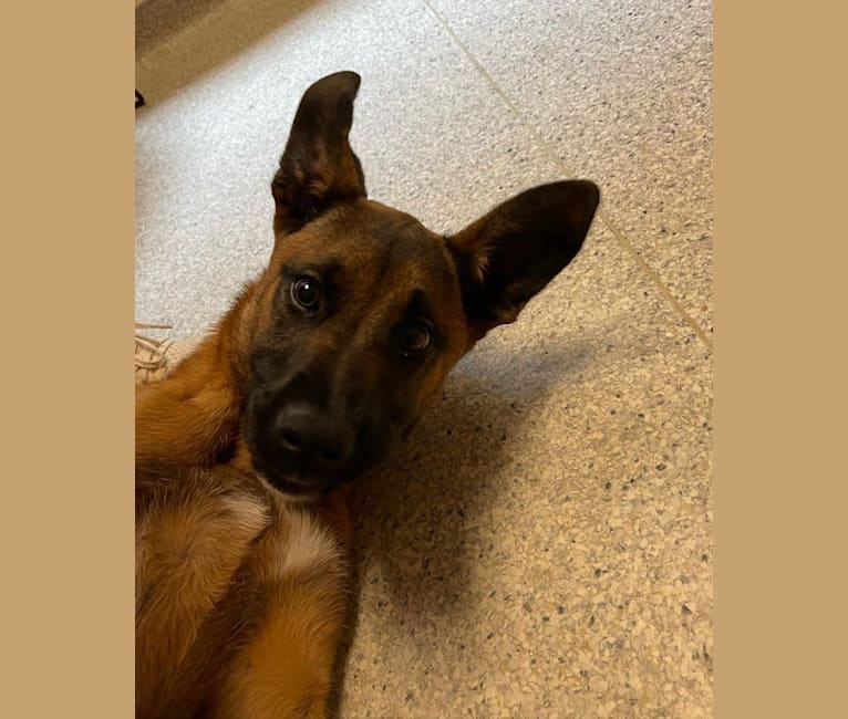 Cassiopeia, a Belgian Malinois and Boxer mix tested with EmbarkVet.com