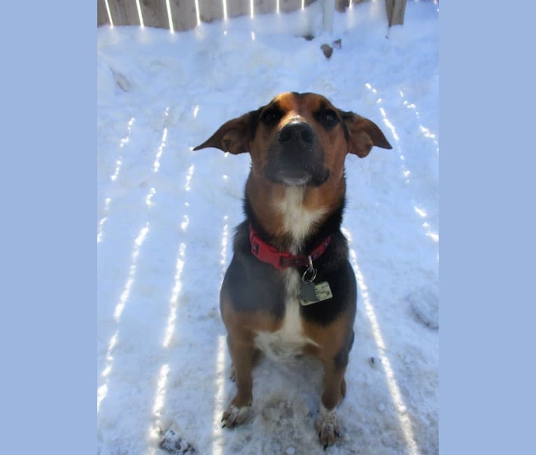 Chara, a Black and Tan Coonhound and Border Collie mix tested with EmbarkVet.com