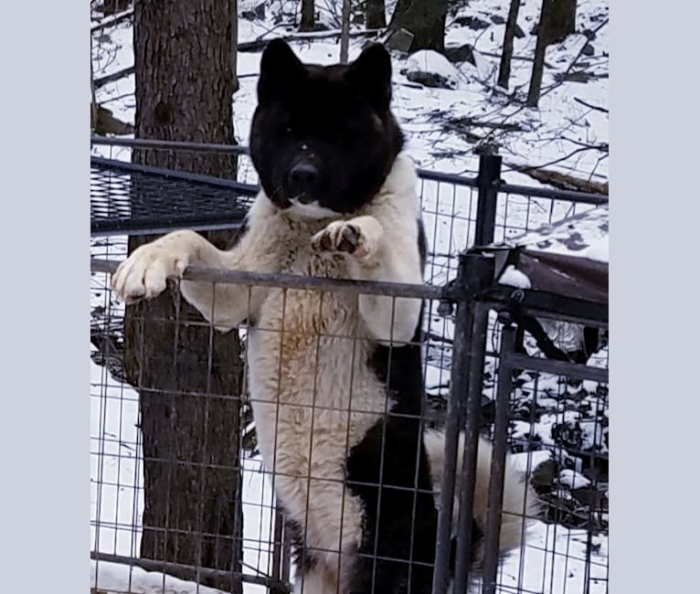 Photo of Casey, an Akita  in Tennessee, USA