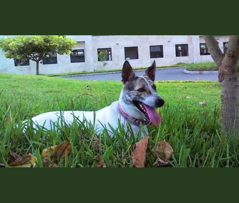 Kamari, an American Village Dog and Rottweiler mix tested with EmbarkVet.com