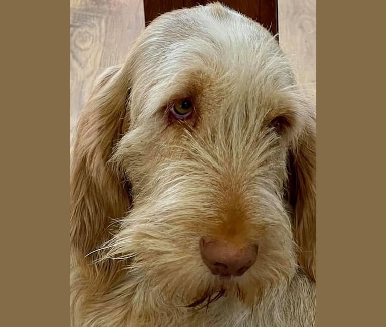 Mabel, a Spinone Italiano tested with EmbarkVet.com