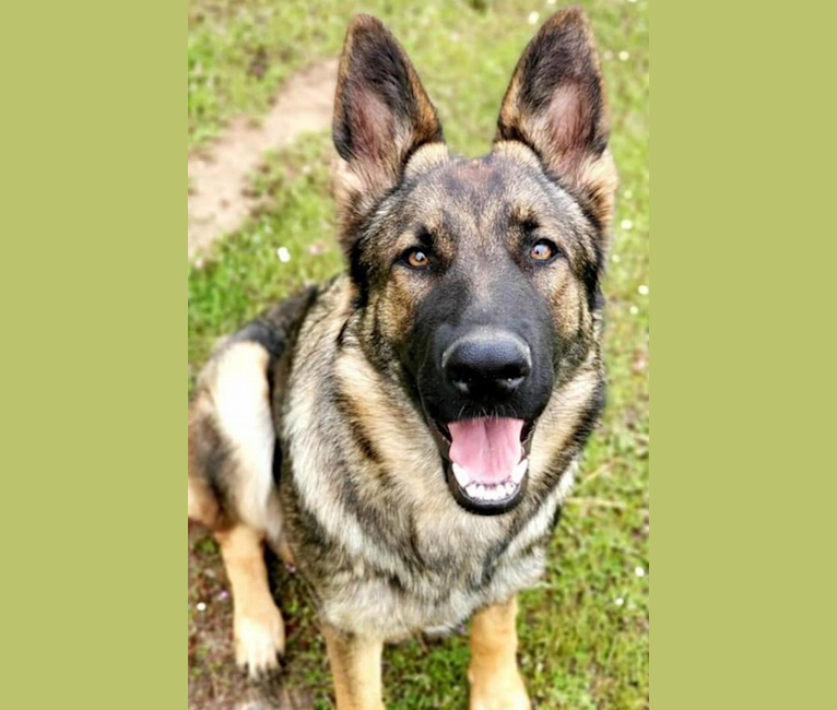 Stella, a German Shepherd Dog tested with EmbarkVet.com