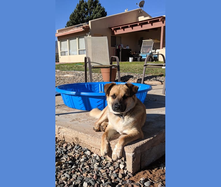Photo of Kayeh, an American Pit Bull Terrier, Chow Chow, German Shepherd Dog, and Mixed mix in Kayenta, Arizona, USA