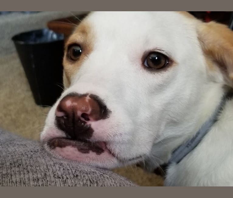 Photo of Valkyrie, an American Pit Bull Terrier, Shih Tzu, Cocker Spaniel, Chow Chow, and Mixed mix in Stray Rescue of St Louis, Pine Street, St. Louis, MO, USA
