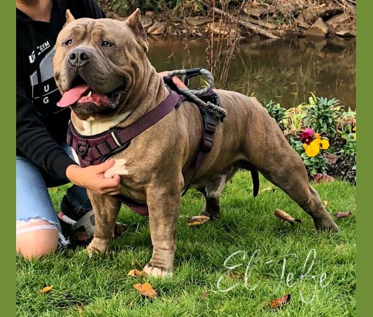 El Jefe, an American Bully tested with EmbarkVet.com