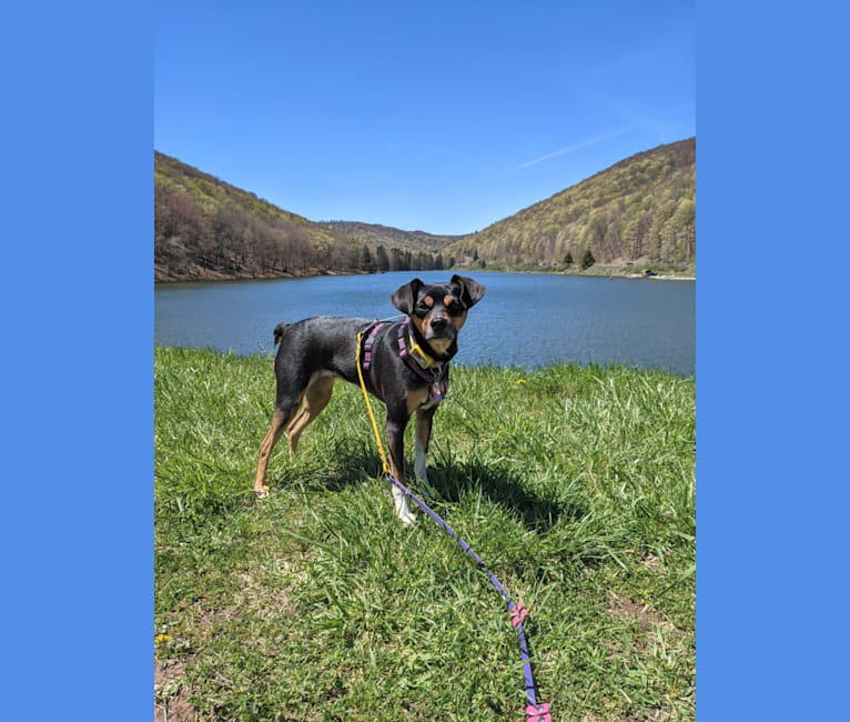 Photo of SJ's Clever Girl "Jyn", a Russell-type Terrier, Beagle, Miniature Pinscher, Toy Fox Terrier, and Mixed mix in Pennsylvania, USA
