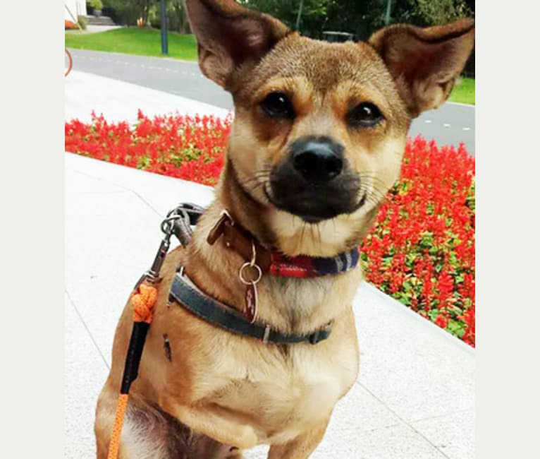 Photo of Pipa, a Chinese Village Dog  in 上海, 上海市, 中國