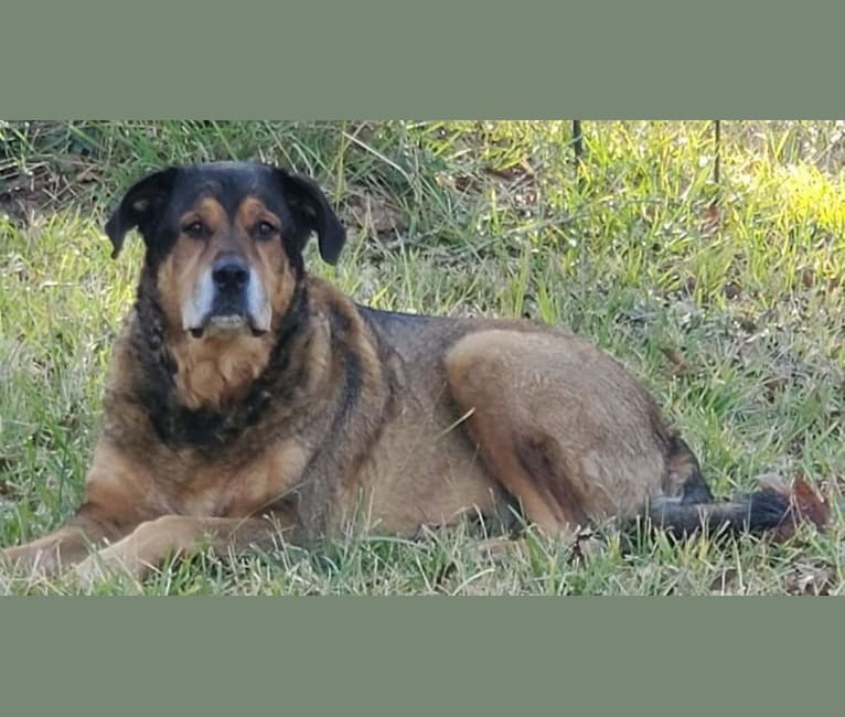 Cooper, a Great Pyrenees and Rottweiler mix tested with EmbarkVet.com