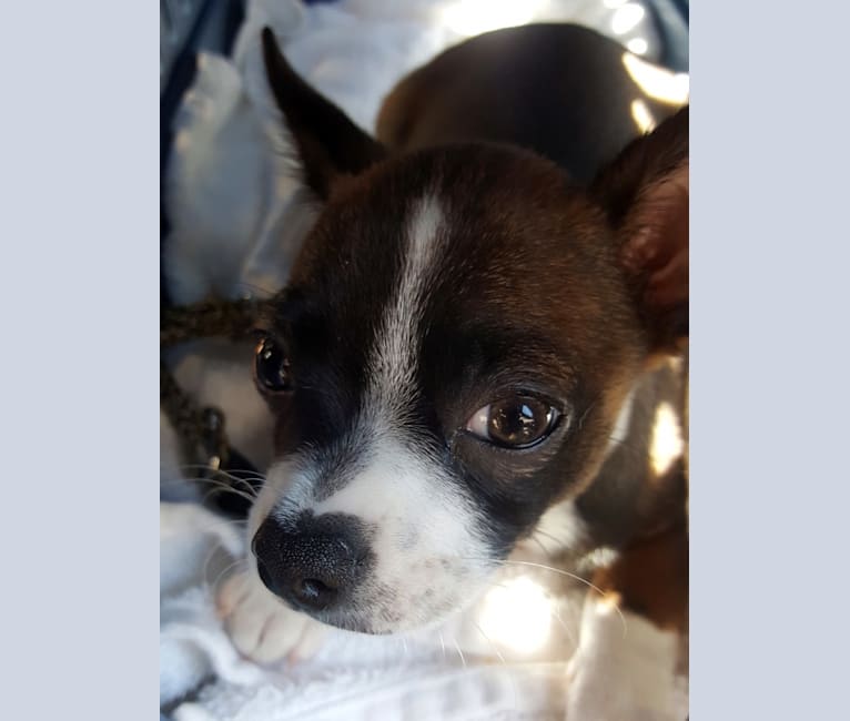 Cornelius, a Pug and Chihuahua mix tested with EmbarkVet.com