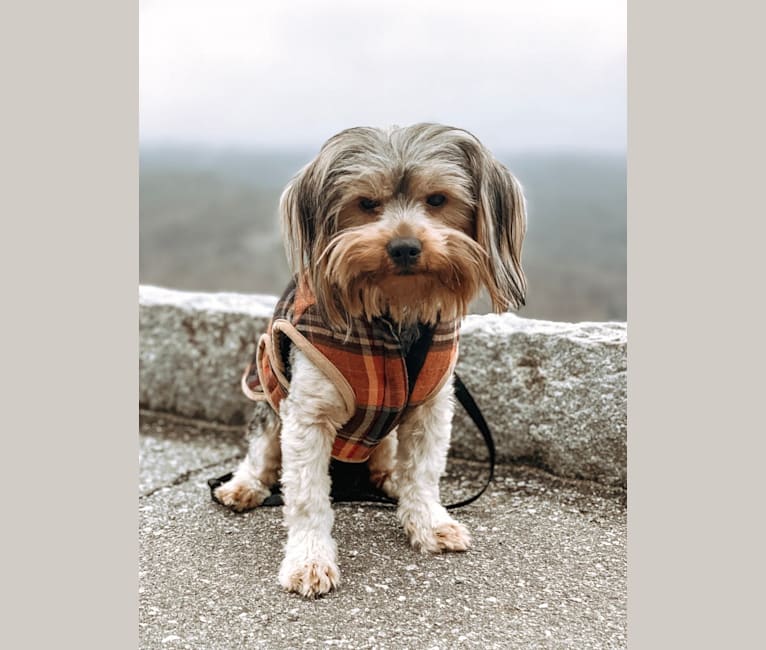 Fido, a Yorkshire Terrier and Dachshund mix tested with EmbarkVet.com