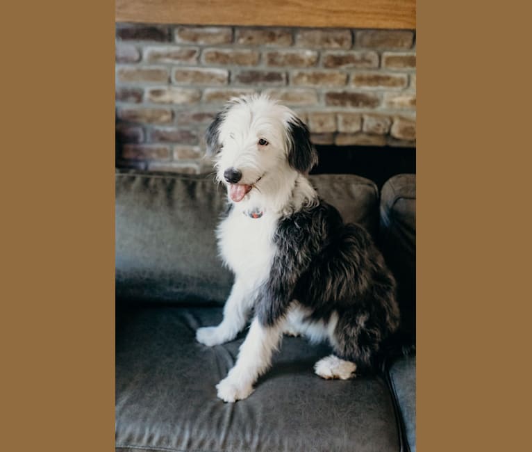 Penny, an Australian Shepherd and Old English Sheepdog mix tested with EmbarkVet.com