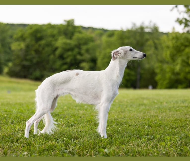 Photo of Penny, a Silken Windhound  in Denver, CO, USA
