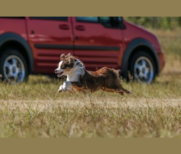 Ludo, an Australian Shepherd Group tested with EmbarkVet.com
