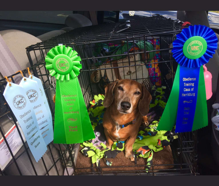 Jacob Levi, a Dachshund tested with EmbarkVet.com