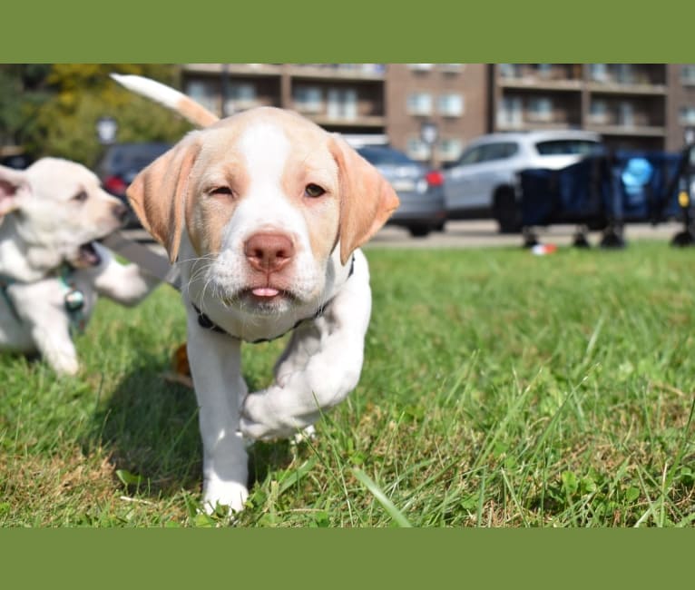 Grayson, an American Pit Bull Terrier and Labrador Retriever mix tested with EmbarkVet.com