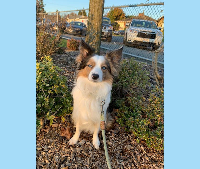 Papillon cross clearance border collie