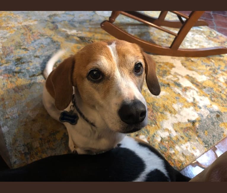 Gromit, a Rat Terrier and Treeing Walker Coonhound mix tested with EmbarkVet.com