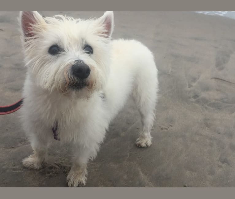 Photo of Macy Doom, a West Highland White Terrier  in Missouri, USA