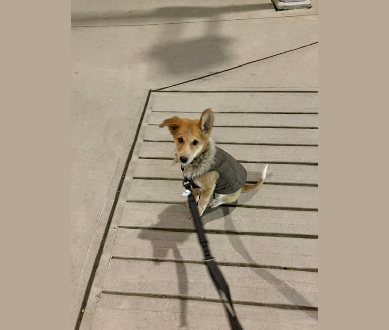 Cooper, a South Asian Village Dog tested with EmbarkVet.com