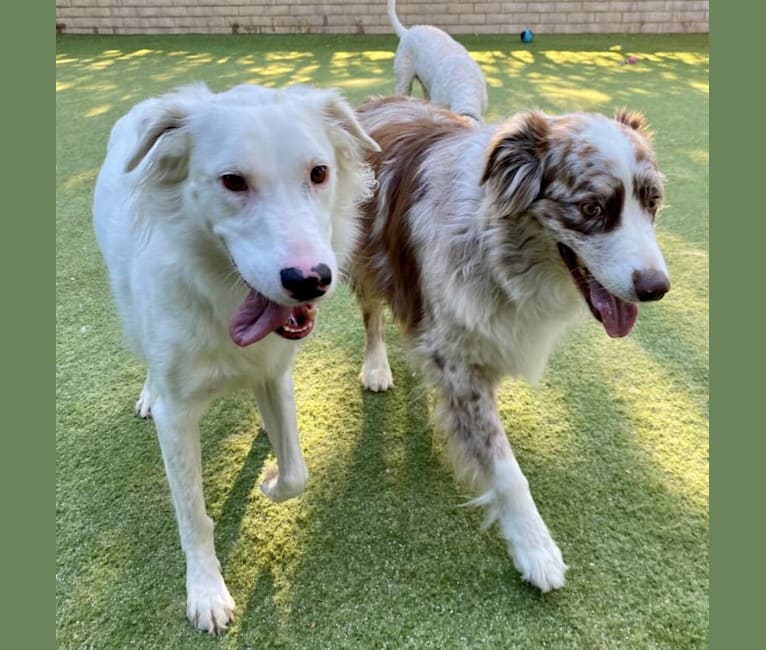 Wheaten terrier border collie mix shop