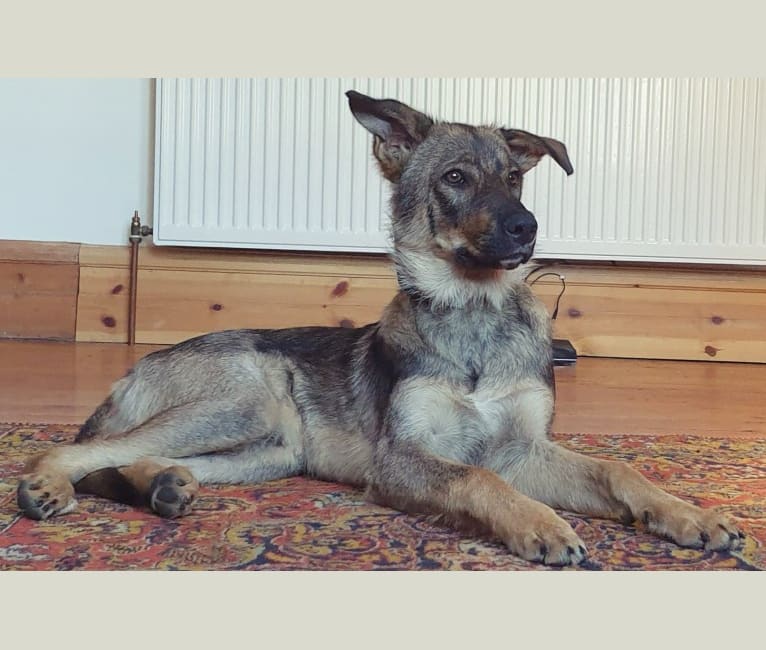 Photo of Django, an Eastern European Village Dog  in Constanța, Constanța County, Romania