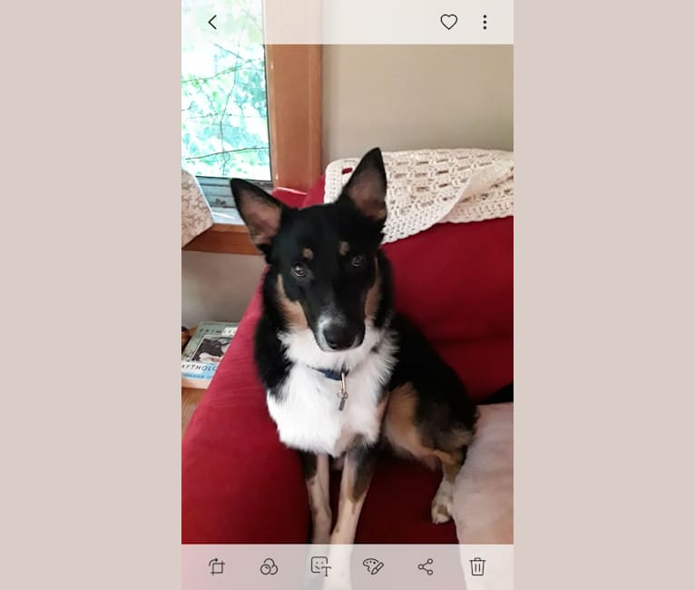 Lorca, an Australian Cattle Dog and Border Collie mix tested with EmbarkVet.com